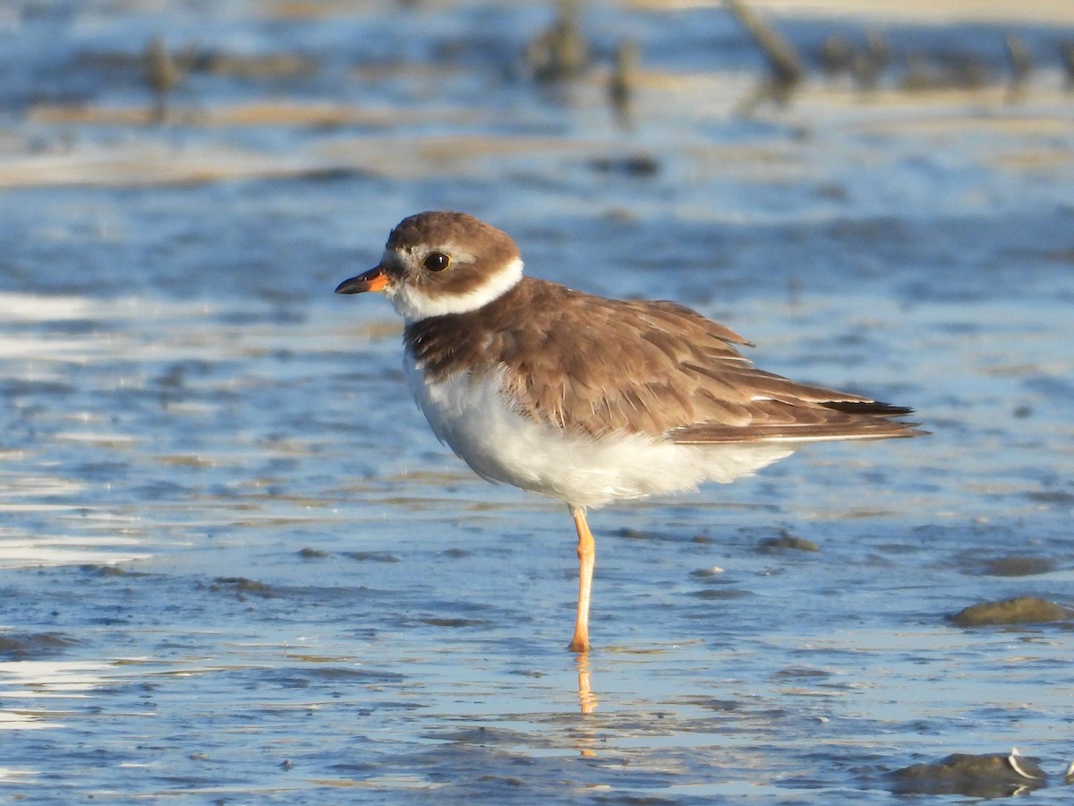 Semipalmated Plover - ML625143386