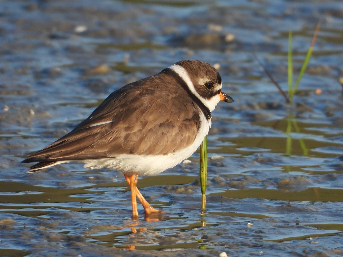 Semipalmated Plover - ML625143389