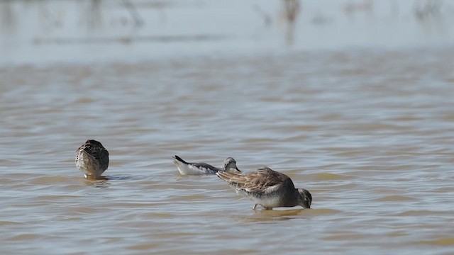 Wilson's Phalarope - ML625143398