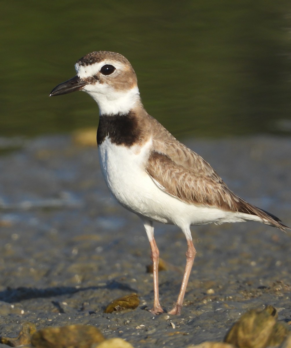 Wilson's Plover - ML625143400