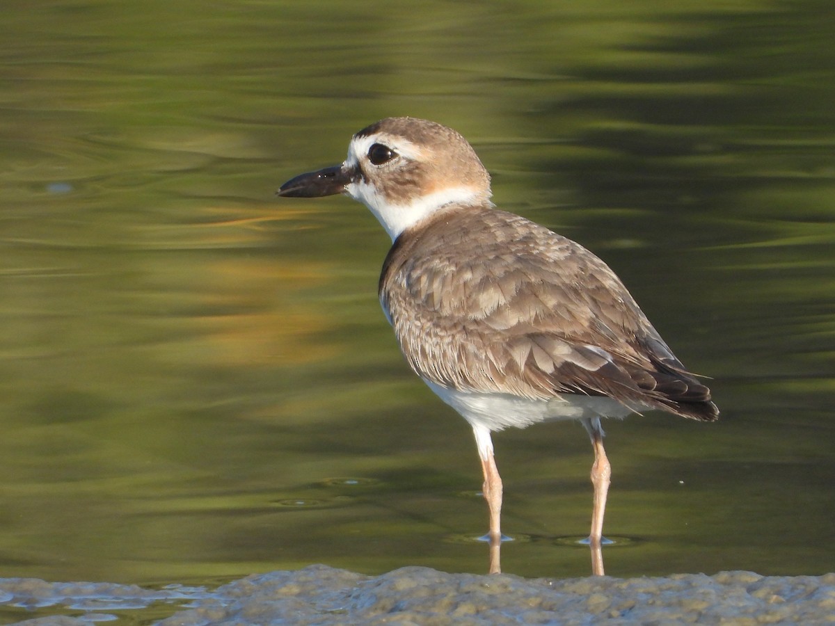 Wilson's Plover - ML625143401