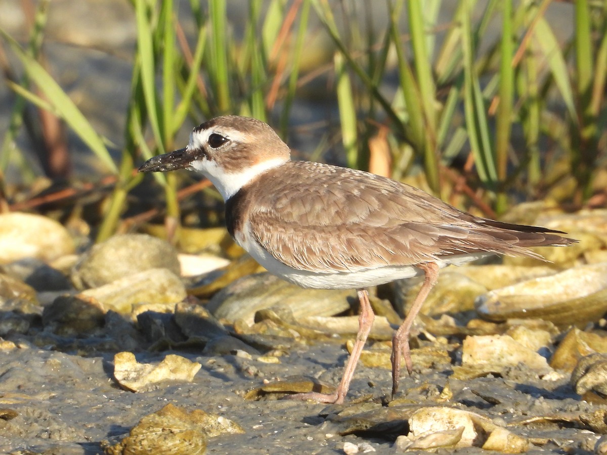 Wilson's Plover - ML625143402