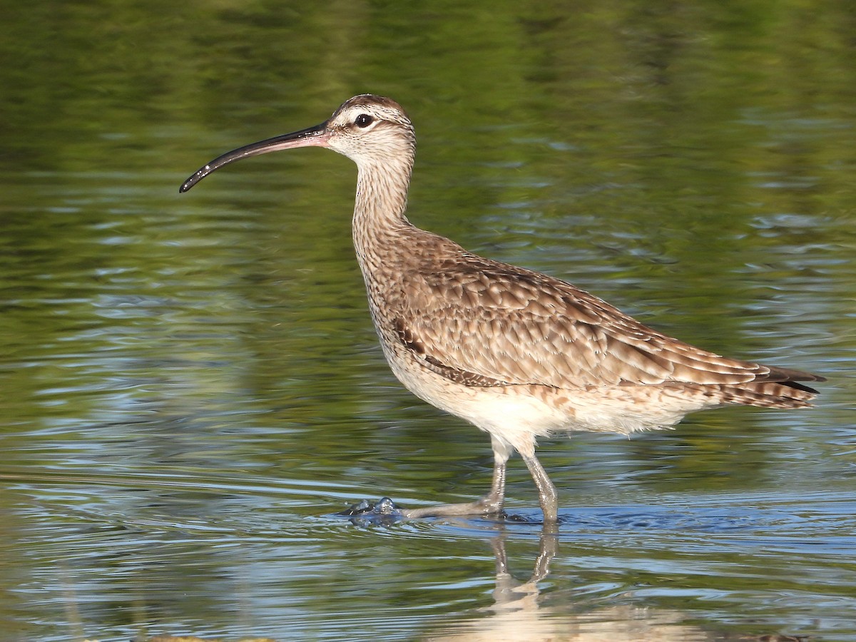 Hudsonian Whimbrel - ML625143412