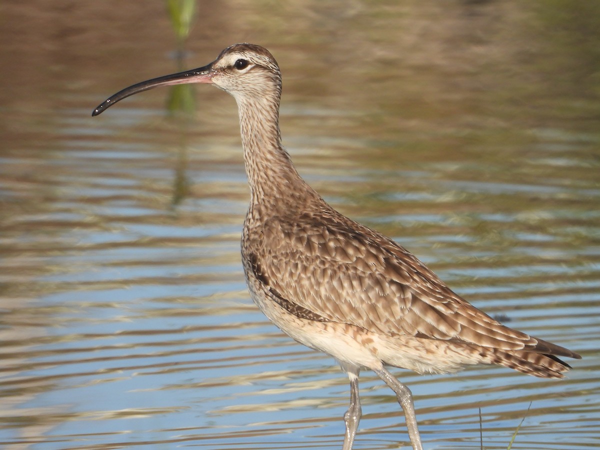 Hudsonian Whimbrel - ML625143413