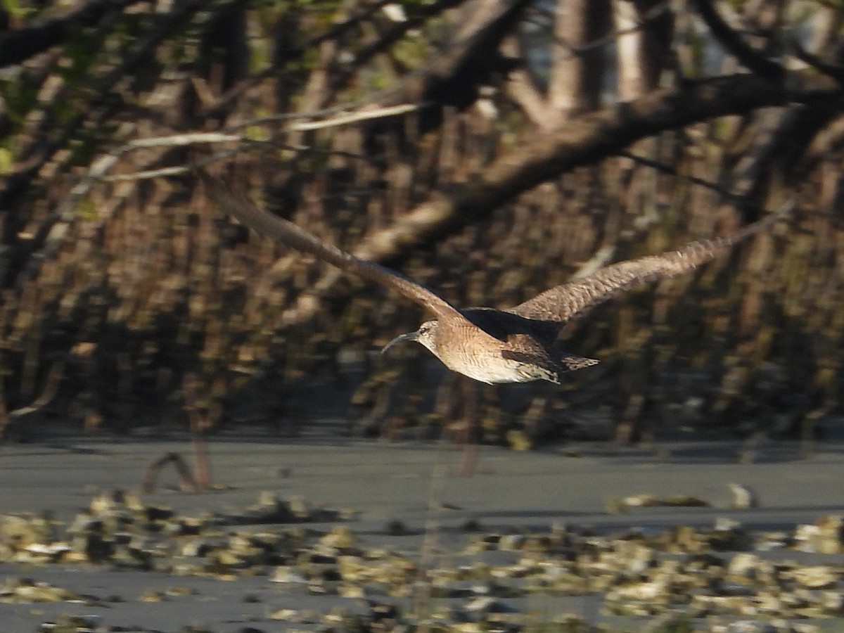 Hudsonian Whimbrel - ML625143415