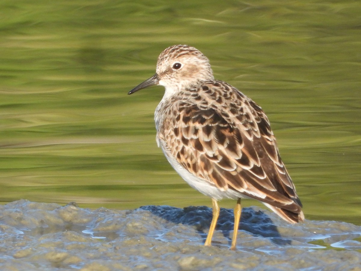 Least Sandpiper - ML625143424