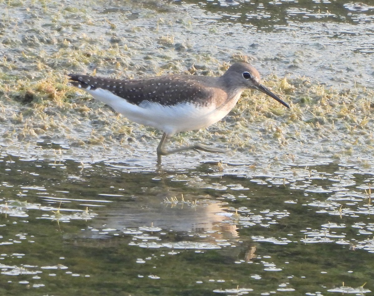 Green Sandpiper - ML625143542