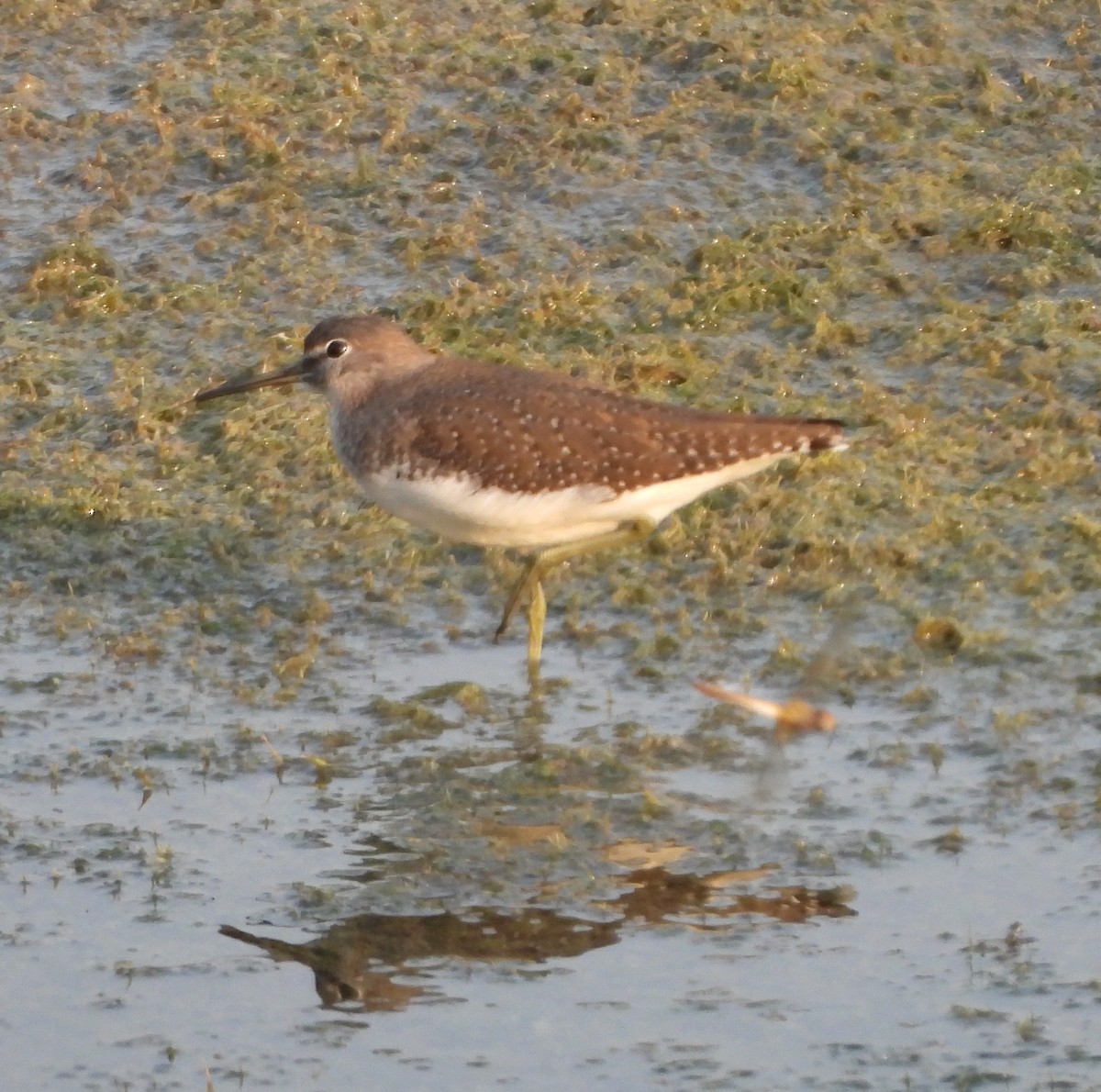 Green Sandpiper - ML625143543