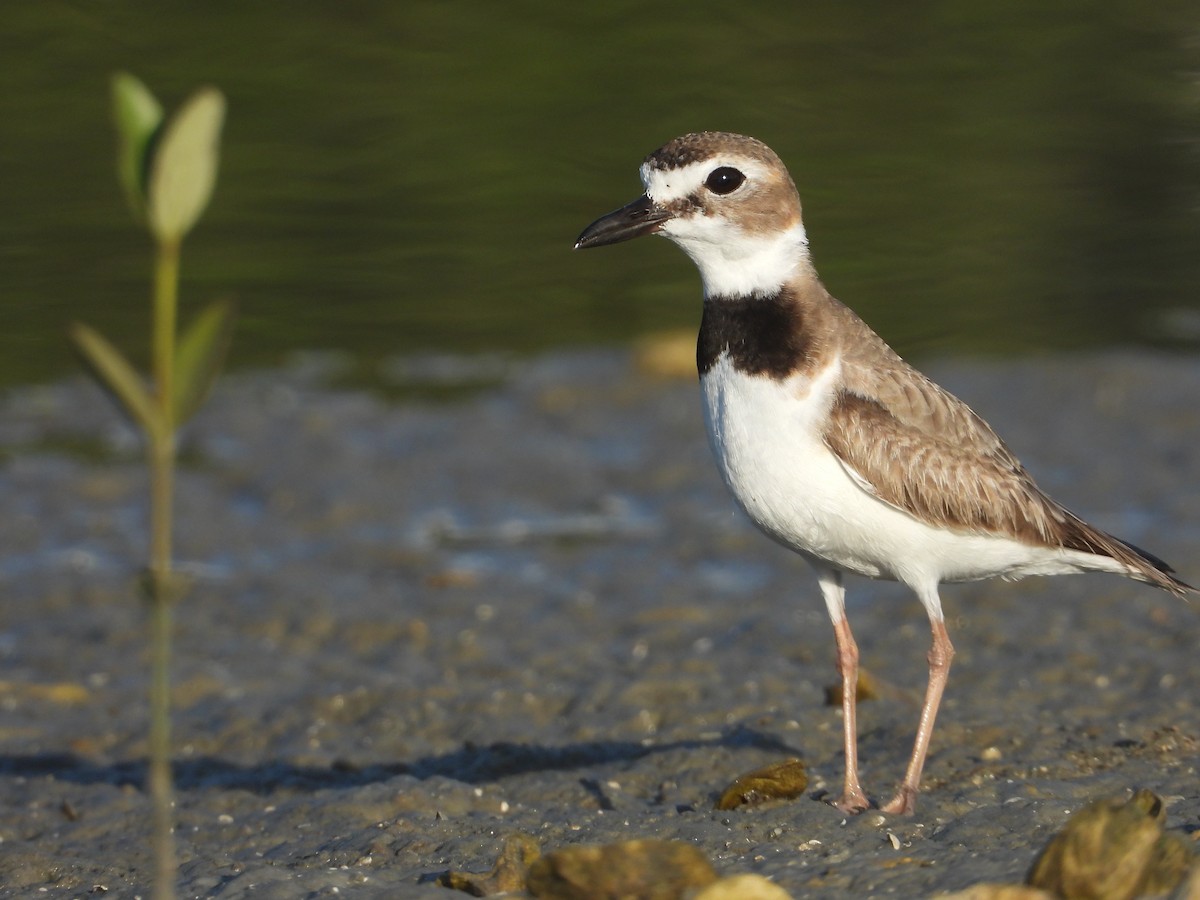 Wilson's Plover - ML625143617
