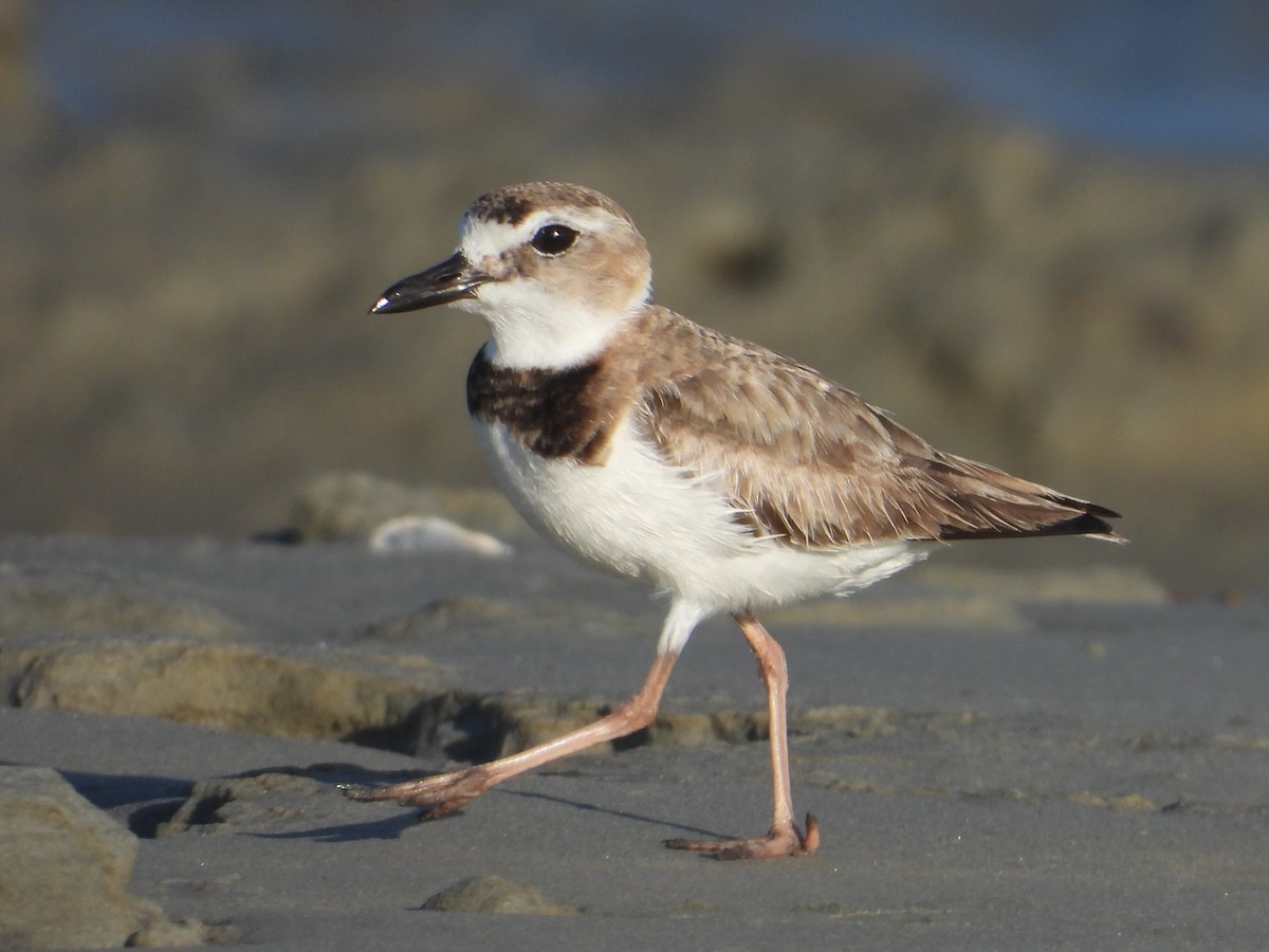 Wilson's Plover - ML625143628