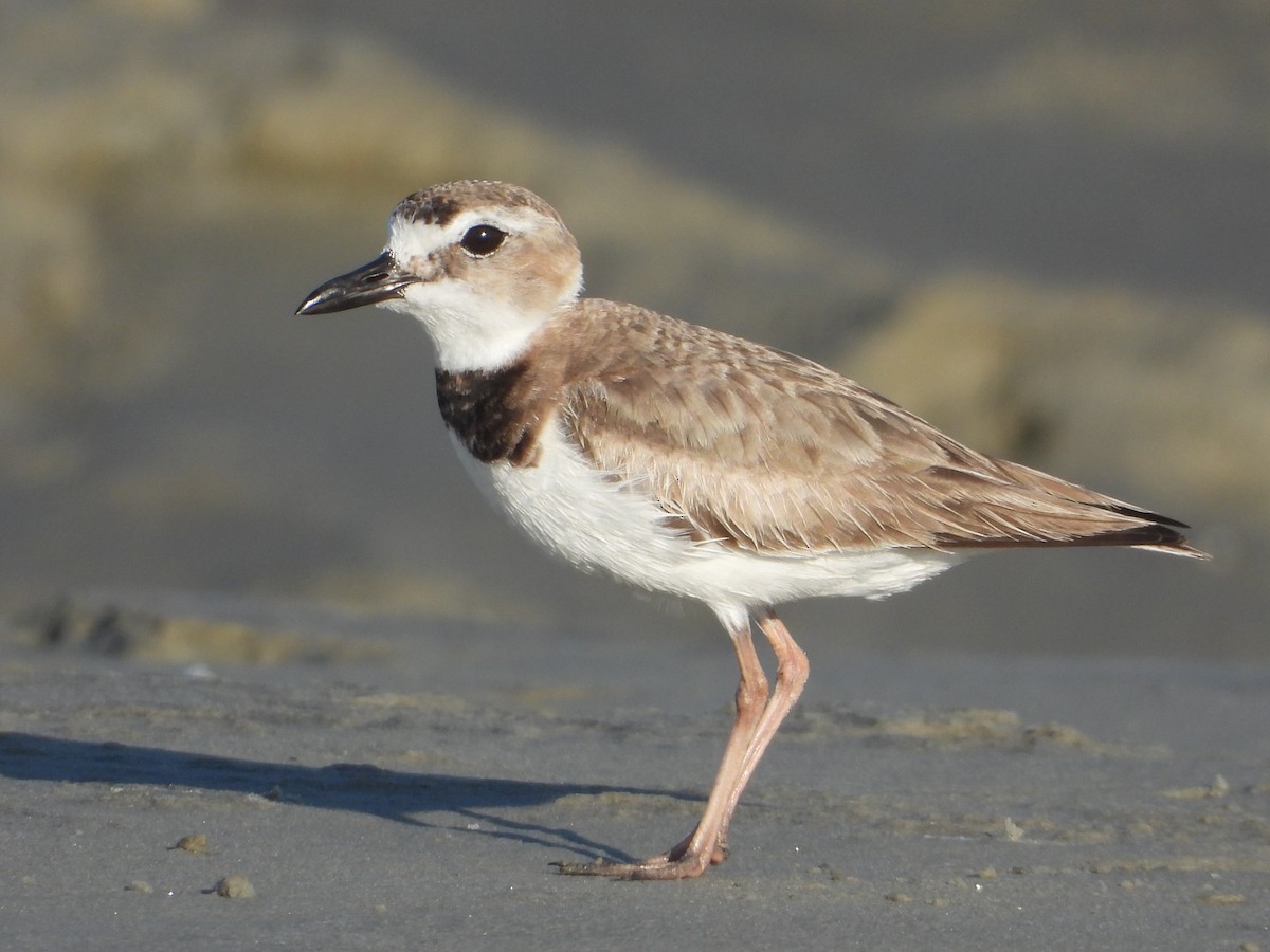 Wilson's Plover - ML625143629