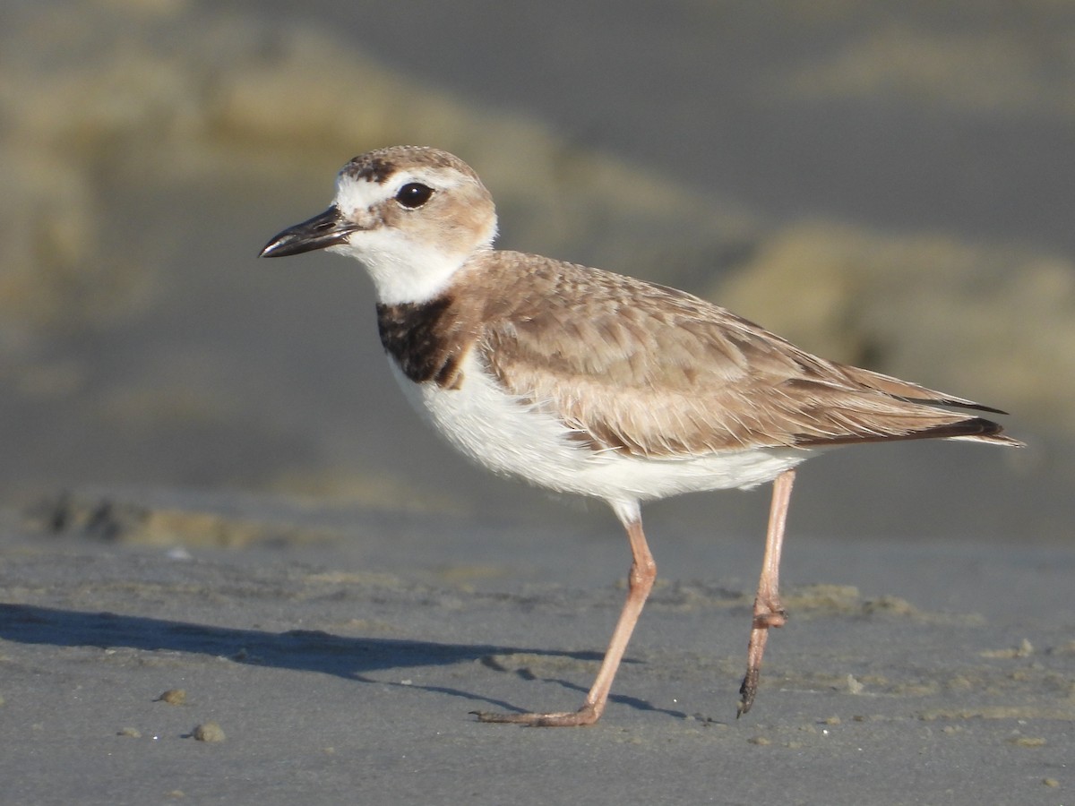 Wilson's Plover - ML625143630