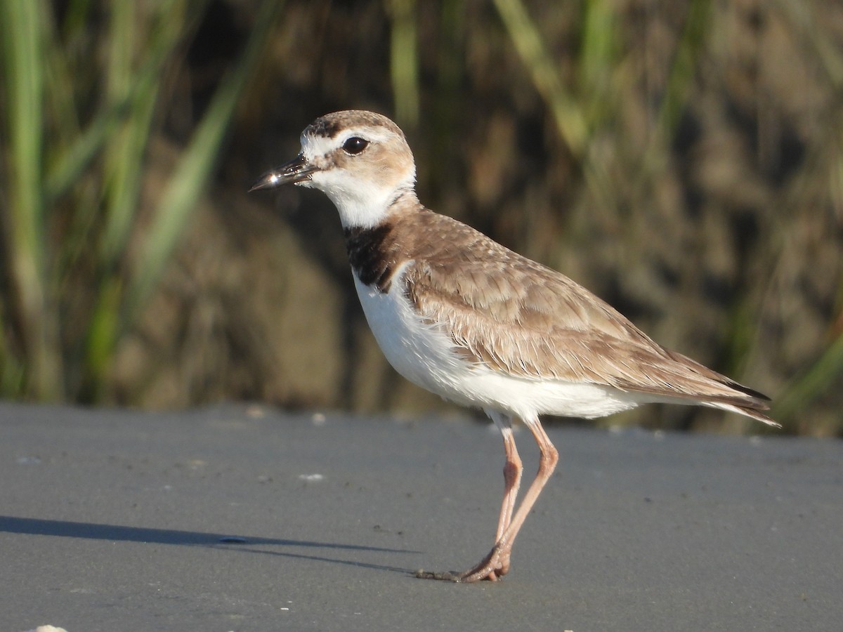 Wilson's Plover - ML625143632