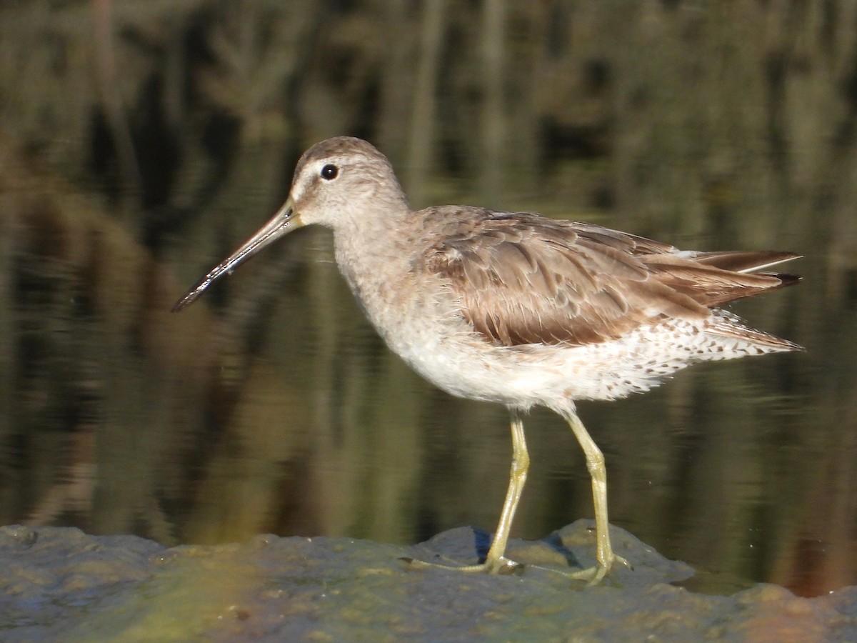 Short-billed Dowitcher - ML625143633