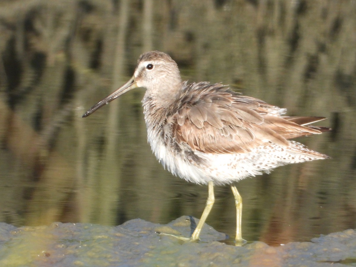 Short-billed Dowitcher - ML625143634