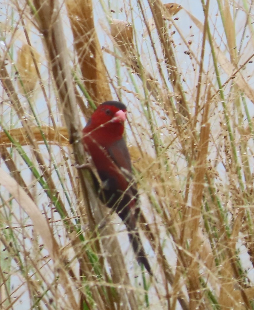 Crimson Finch - ML625143638