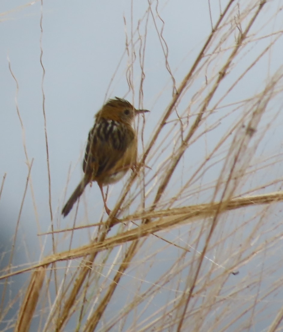 Golden-headed Cisticola - ML625143723