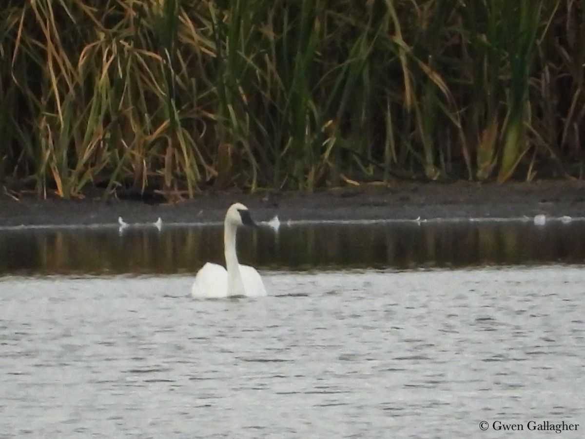 Cygne trompette - ML625143888