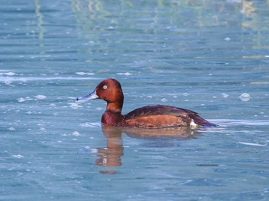 Ferruginous Duck - ML625143940