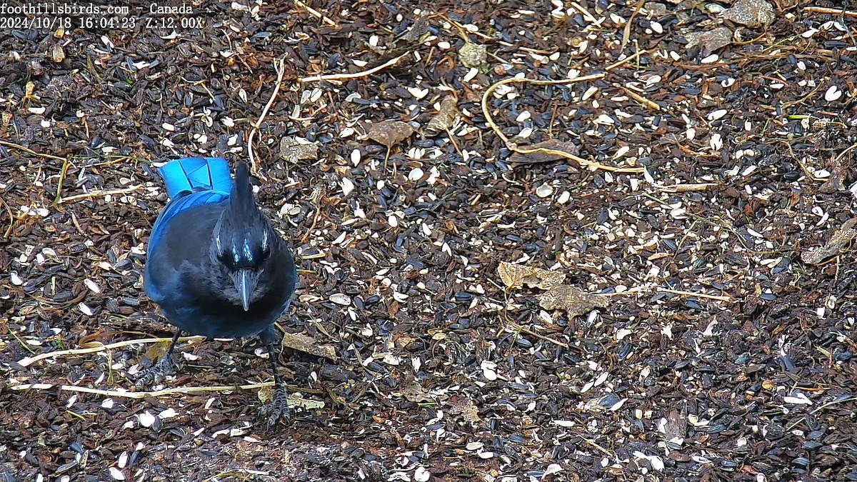 Steller's Jay - ML625143942