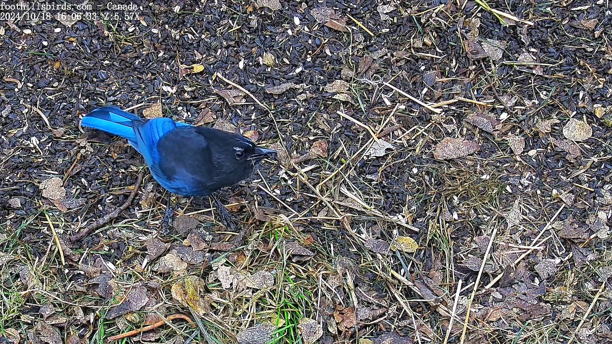 Steller's Jay - ML625143945