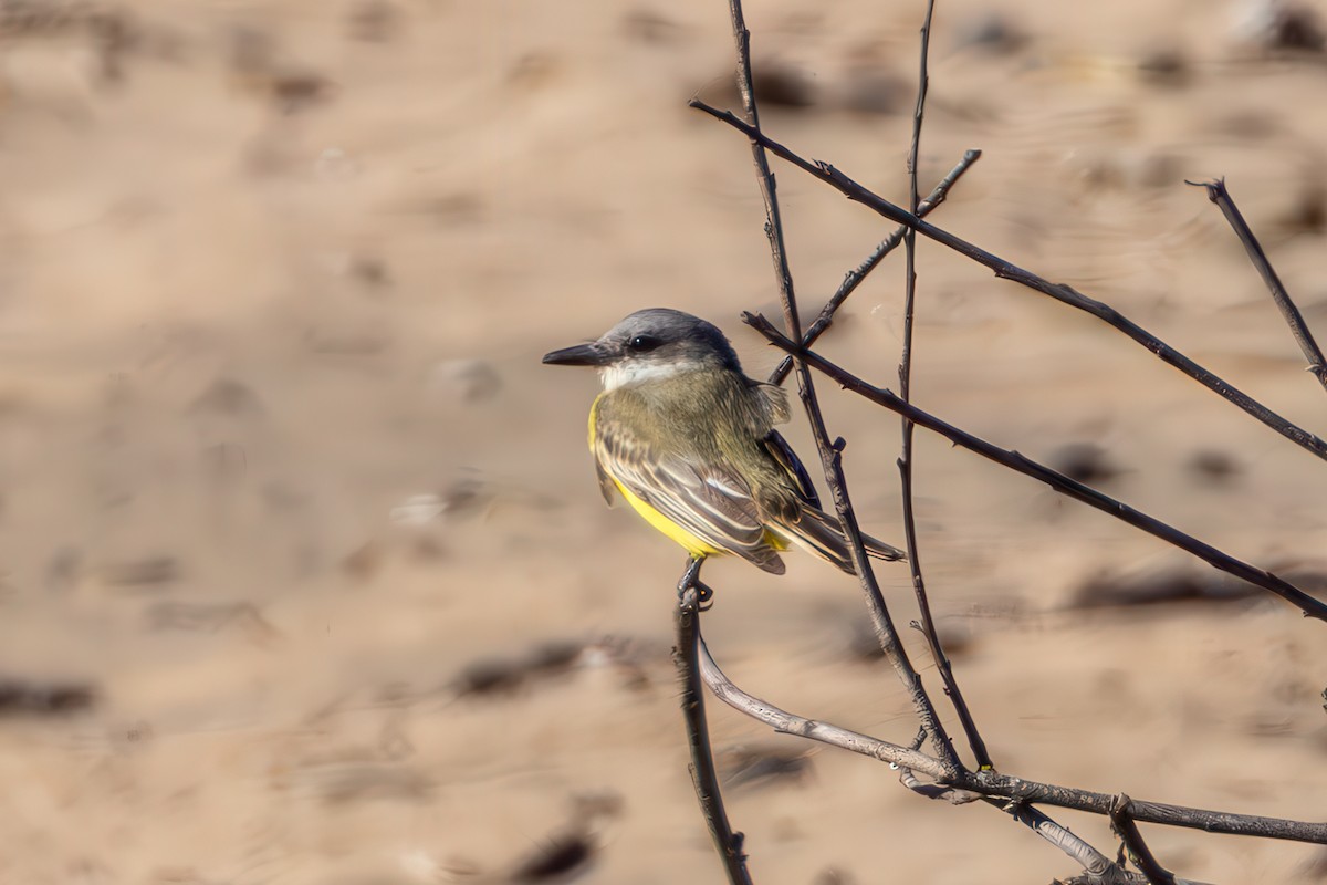 Tropical Kingbird - ML625144008