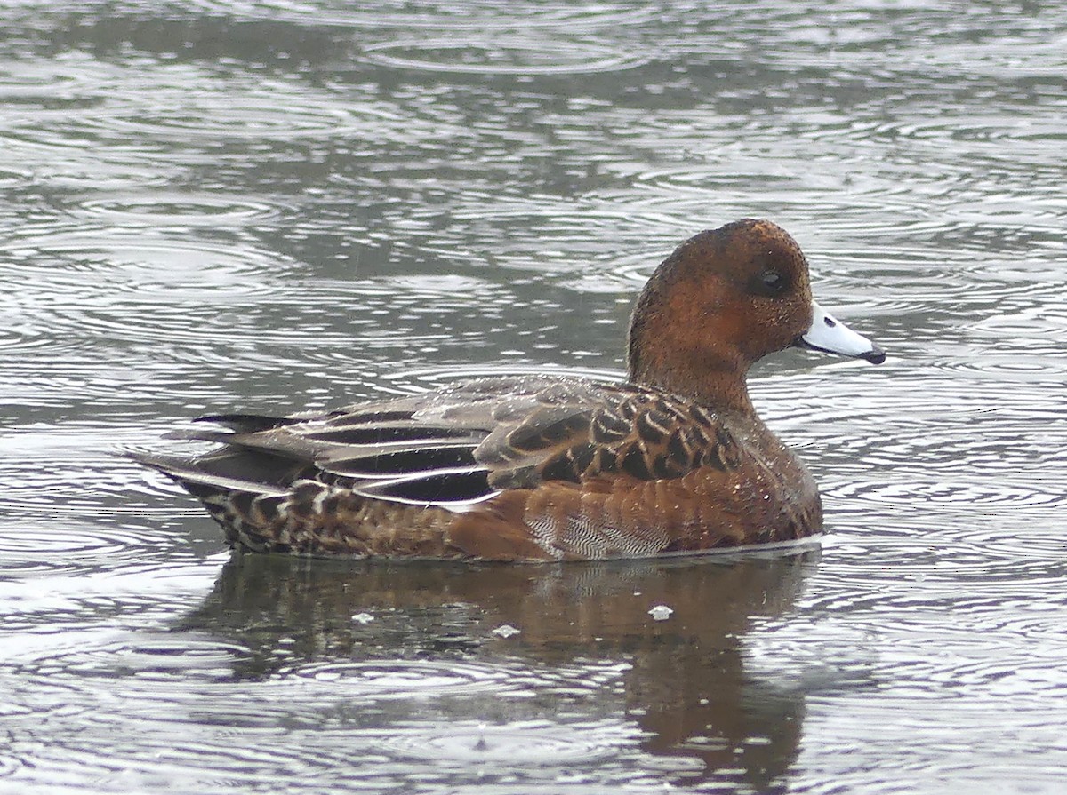 Eurasian Wigeon - ML625144029