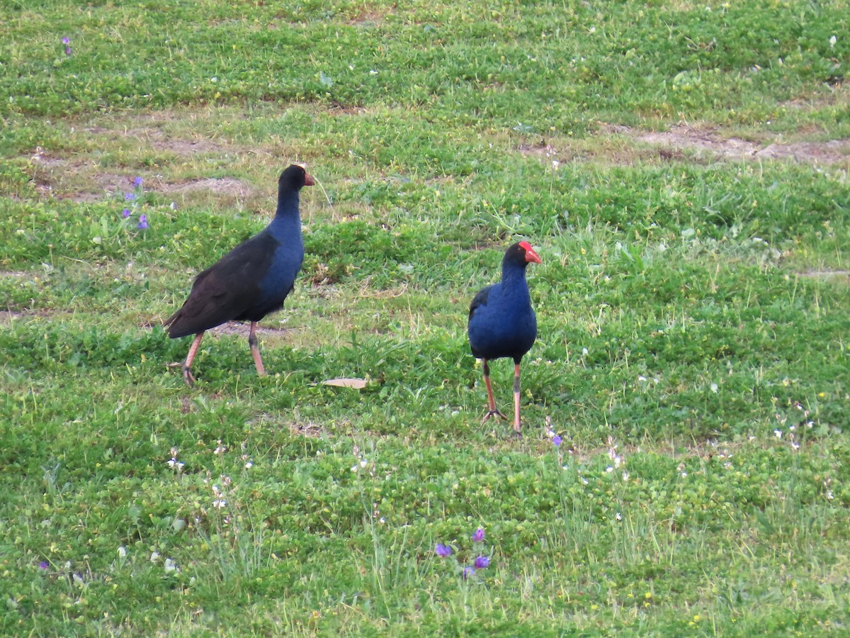 Australasian Swamphen - ML625144159