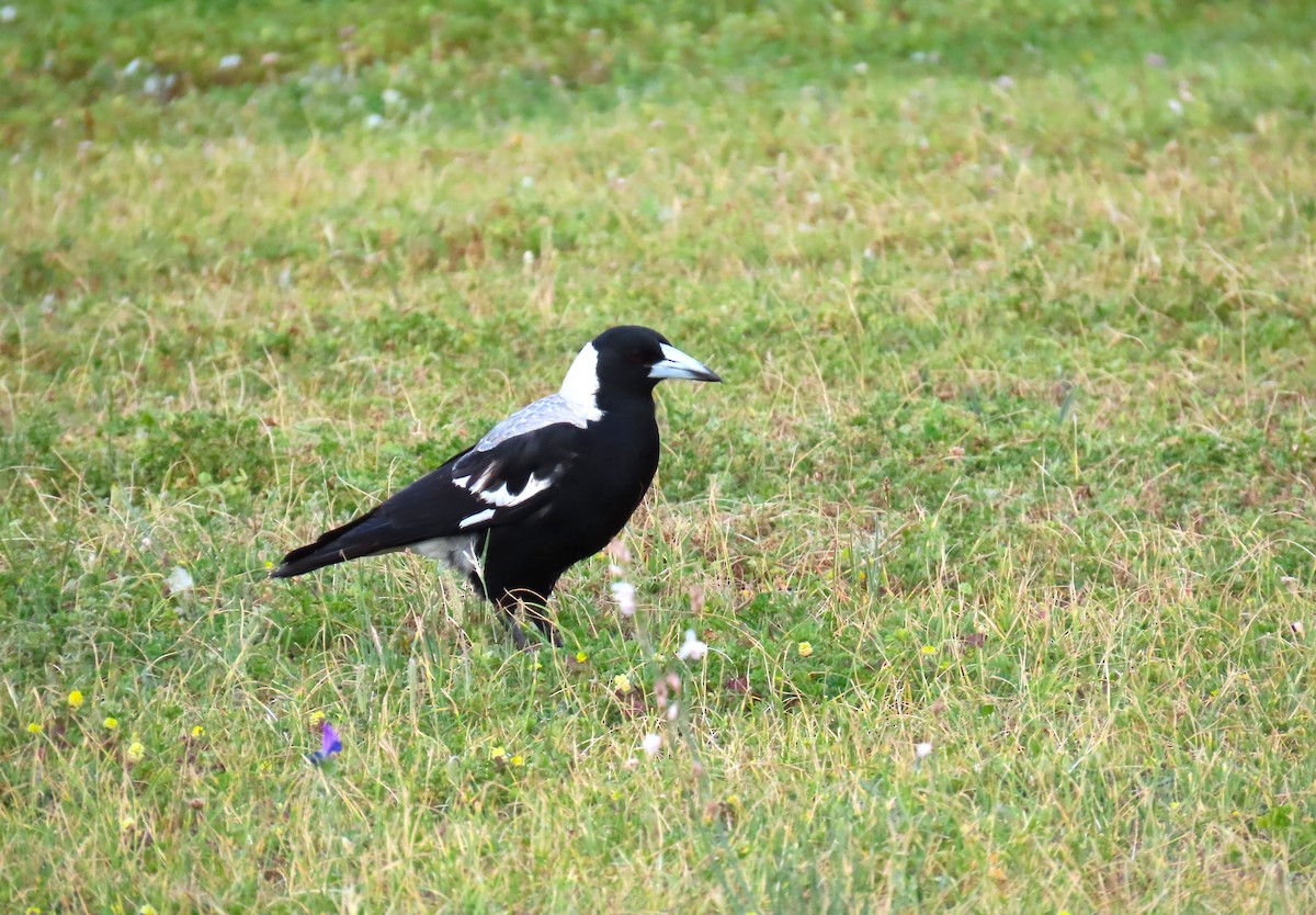 Australian Magpie - ML625144163