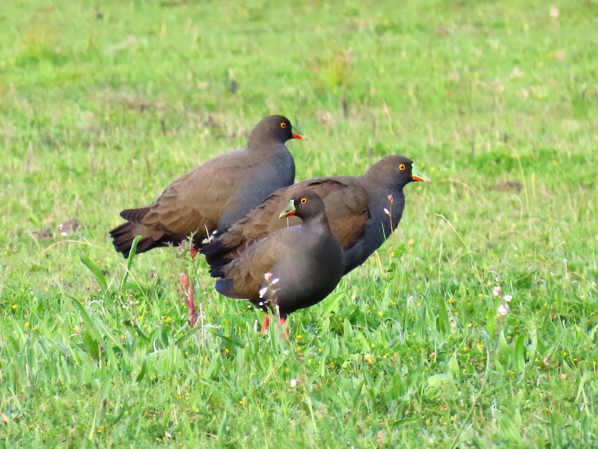 Black-tailed Nativehen - ML625144165