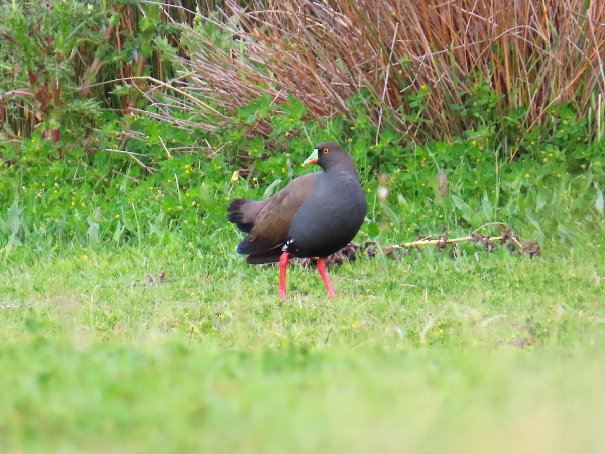 Black-tailed Nativehen - ML625144167