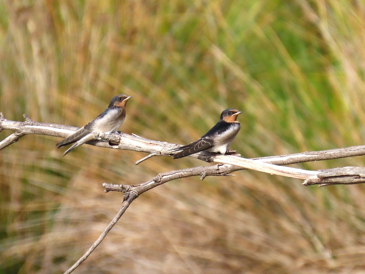 Welcome Swallow - ML625144178