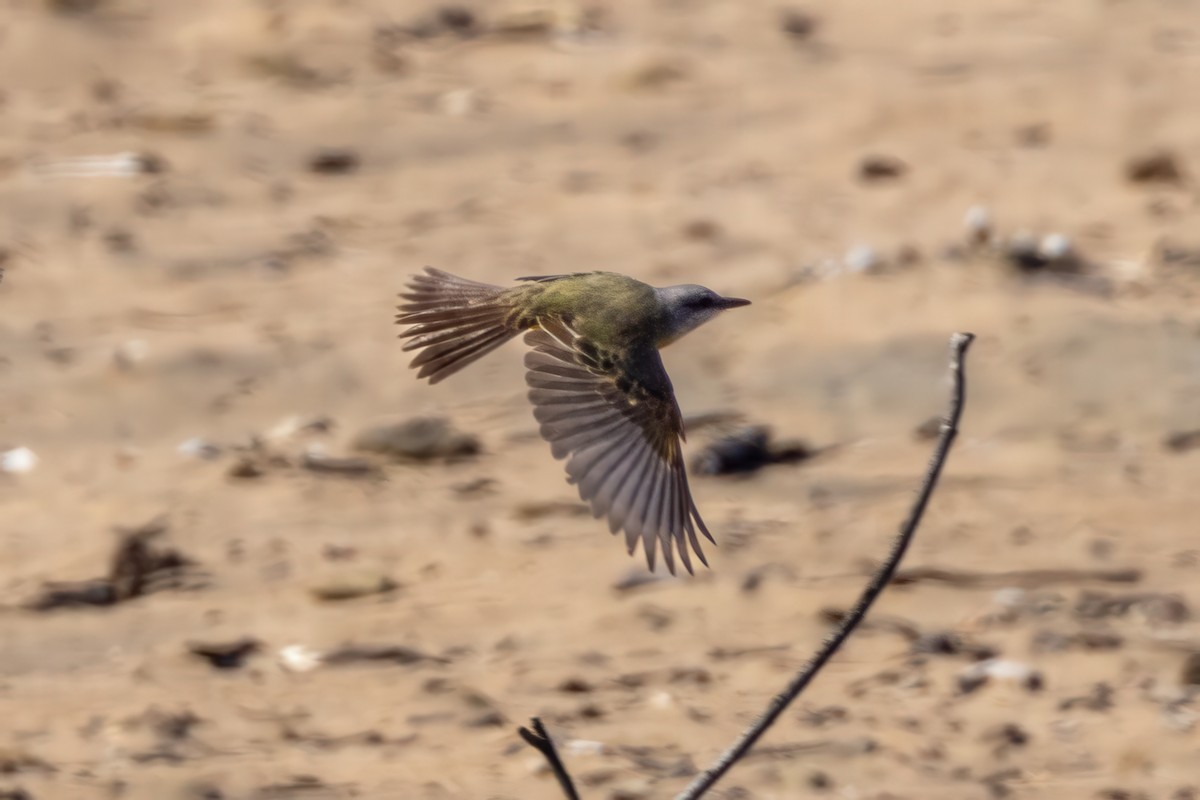 Tropical Kingbird - ML625144219