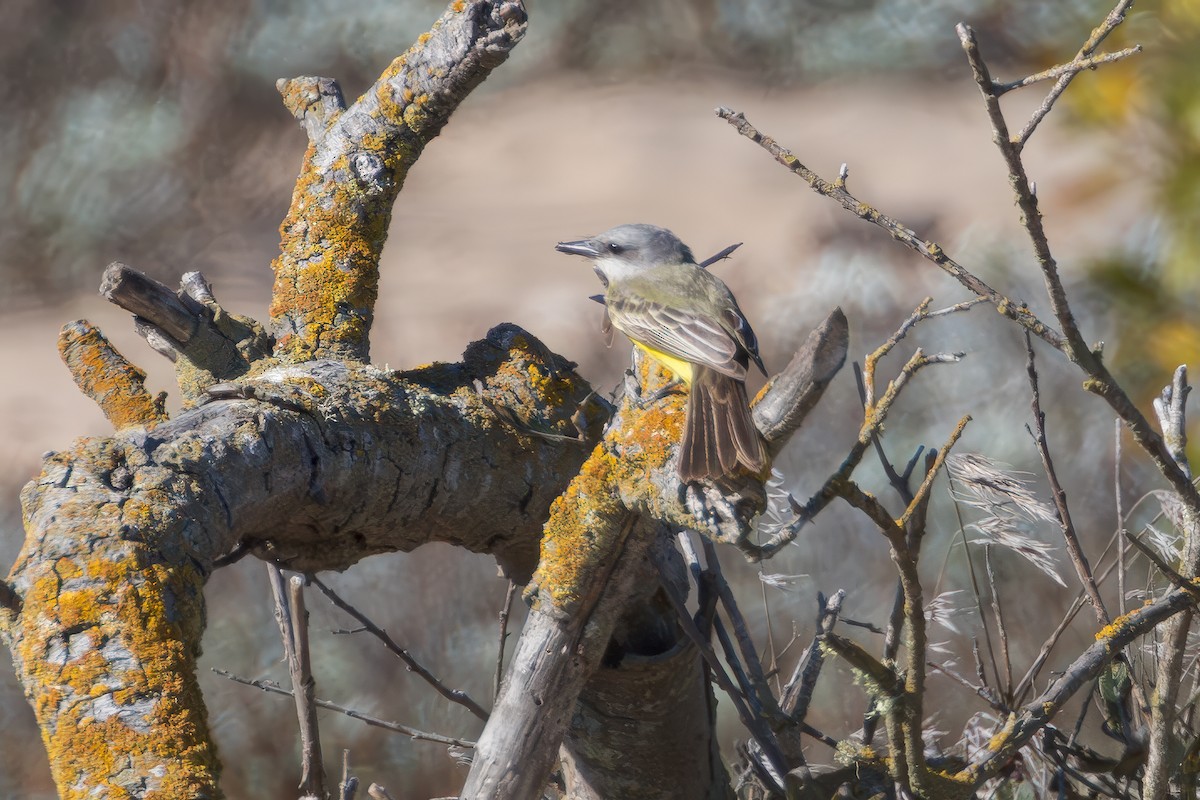 Tropical Kingbird - ML625144220