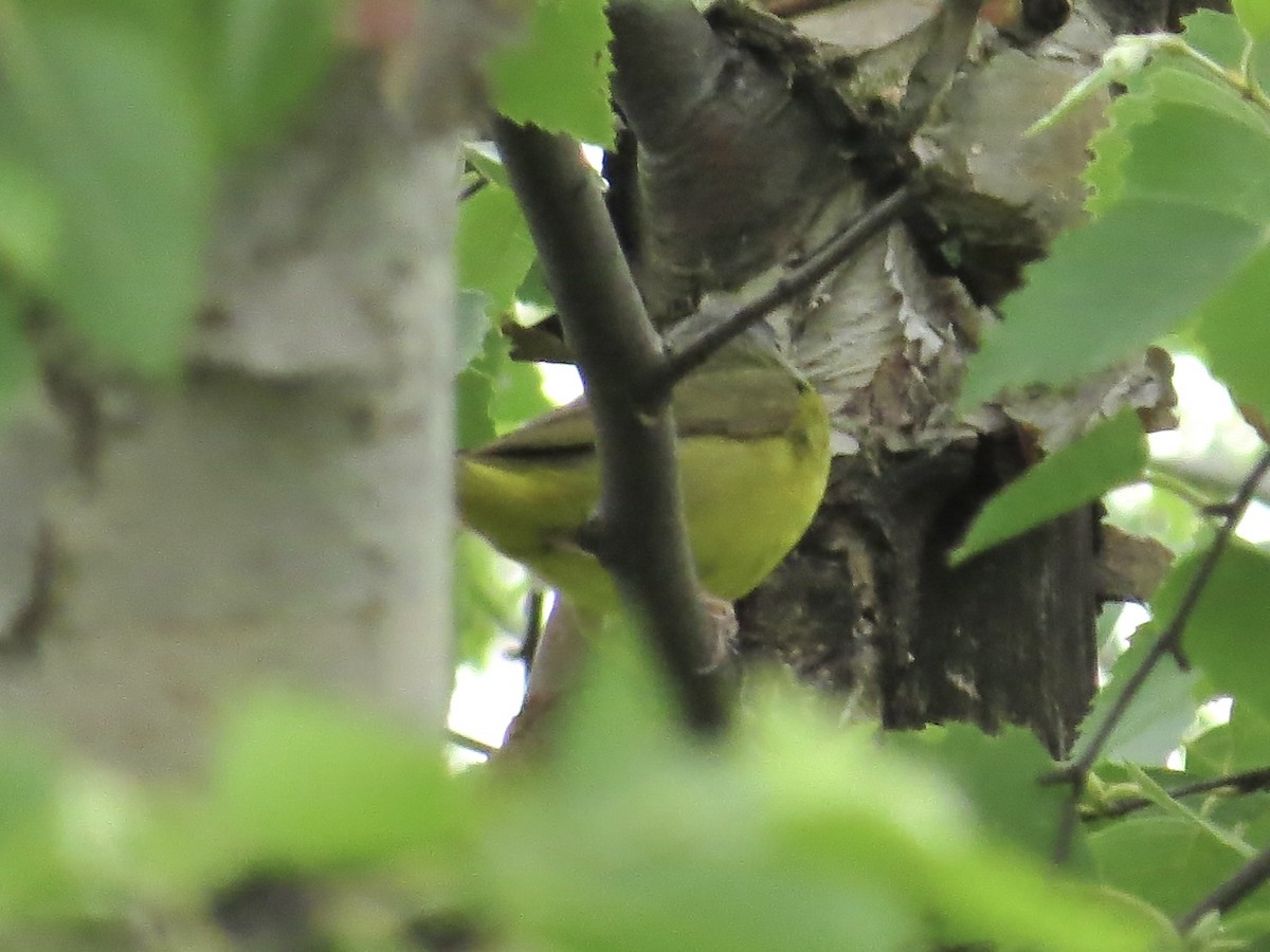 Mourning Warbler - ML625144303