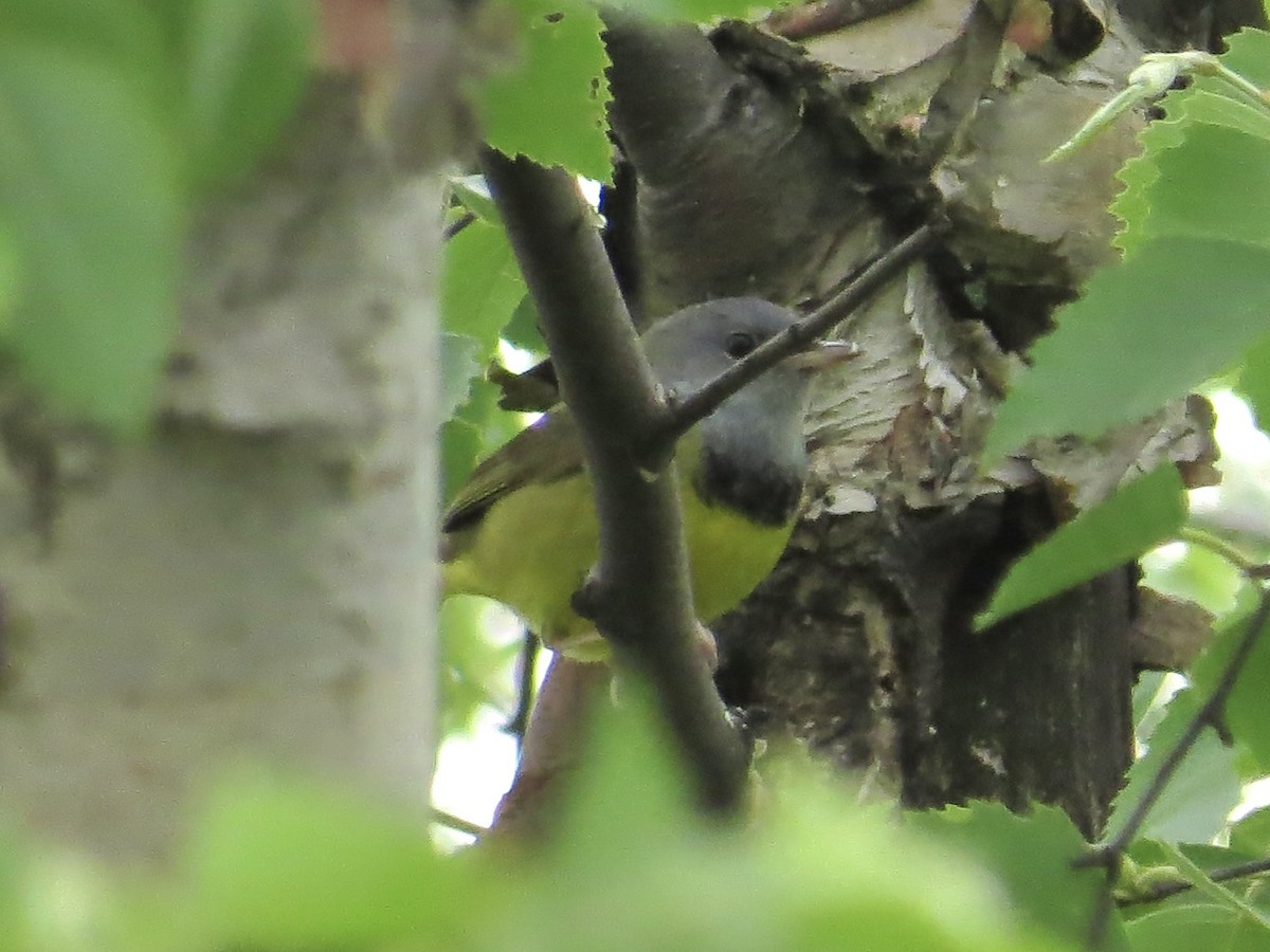 Mourning Warbler - ML625144305