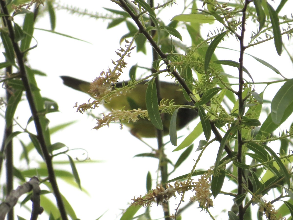 Mourning Warbler - ML625144318