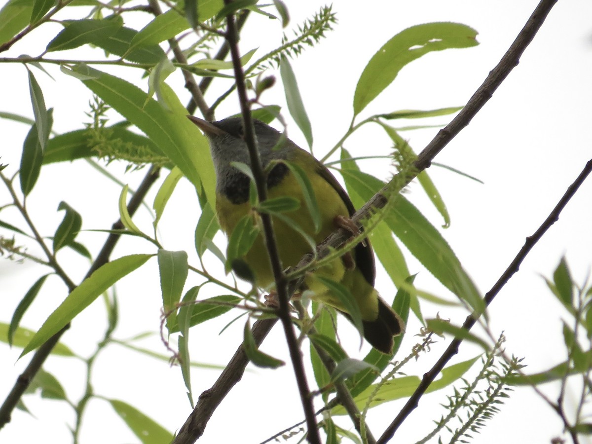 Mourning Warbler - ML625144321