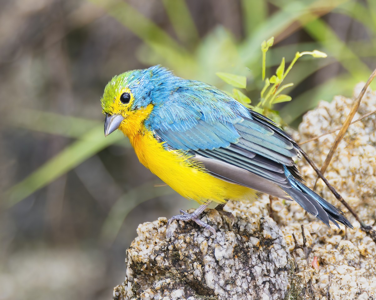 Orange-breasted Bunting - Mark Sawyer