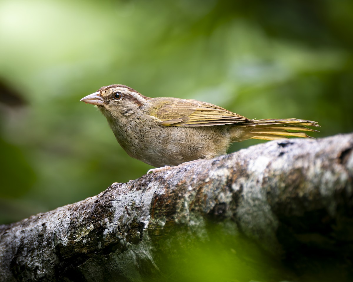 Olive Sparrow - ML625144429