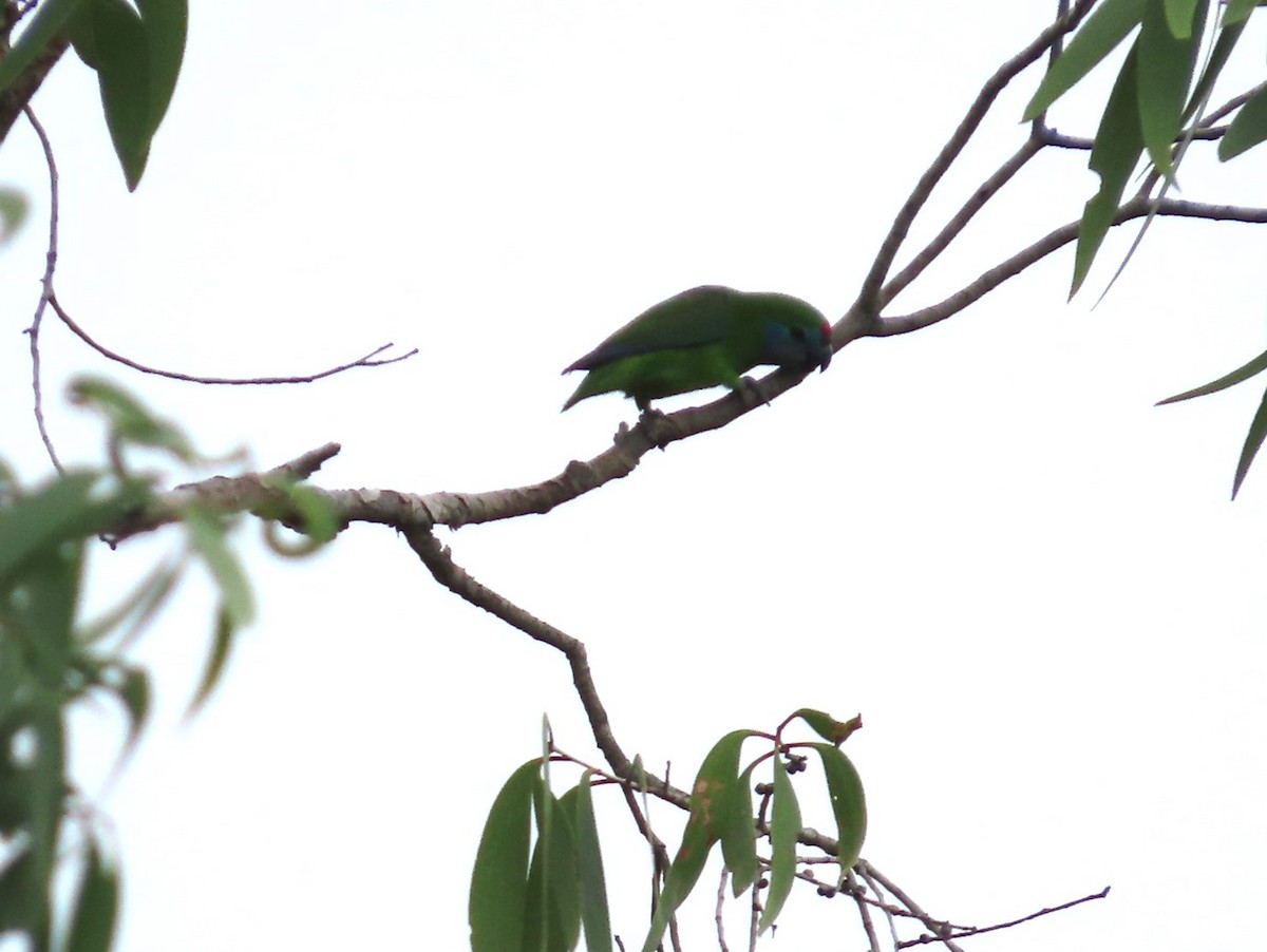 Double-eyed Fig-Parrot - ML625144438