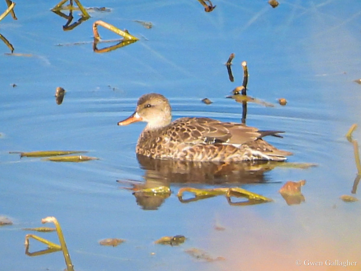 Gadwall - ML625144441