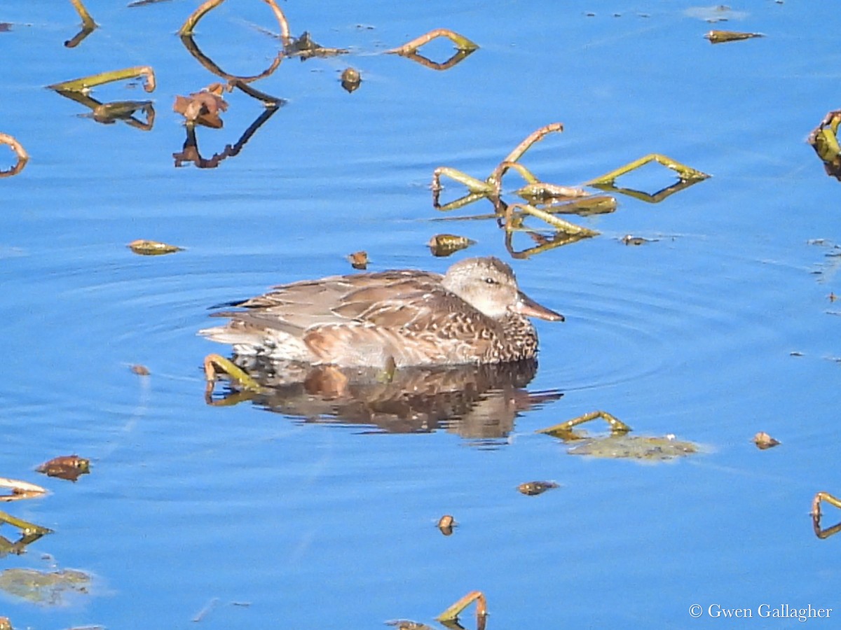 Gadwall - ML625144442