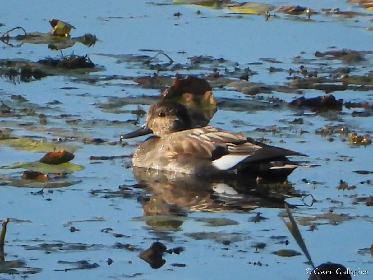 Gadwall - ML625144443