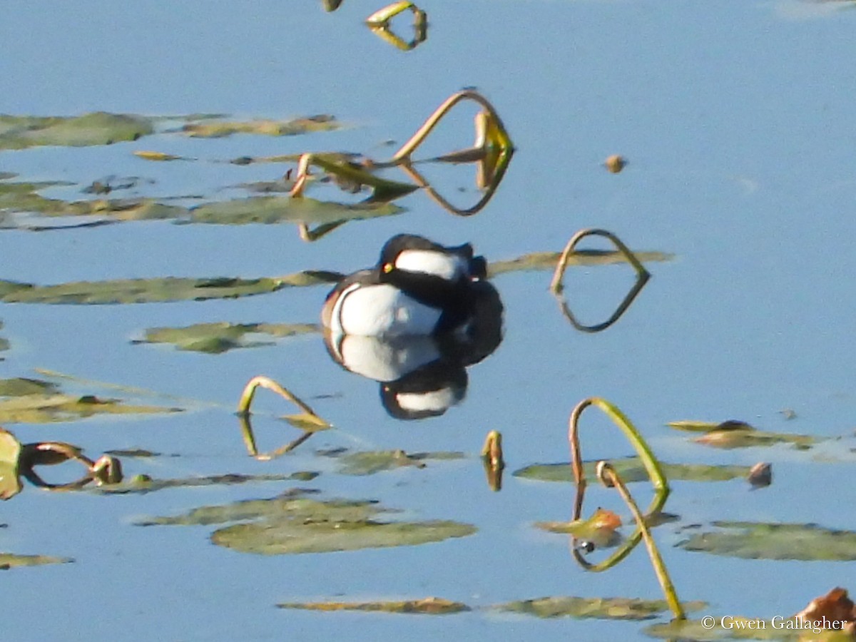 Hooded Merganser - ML625144450