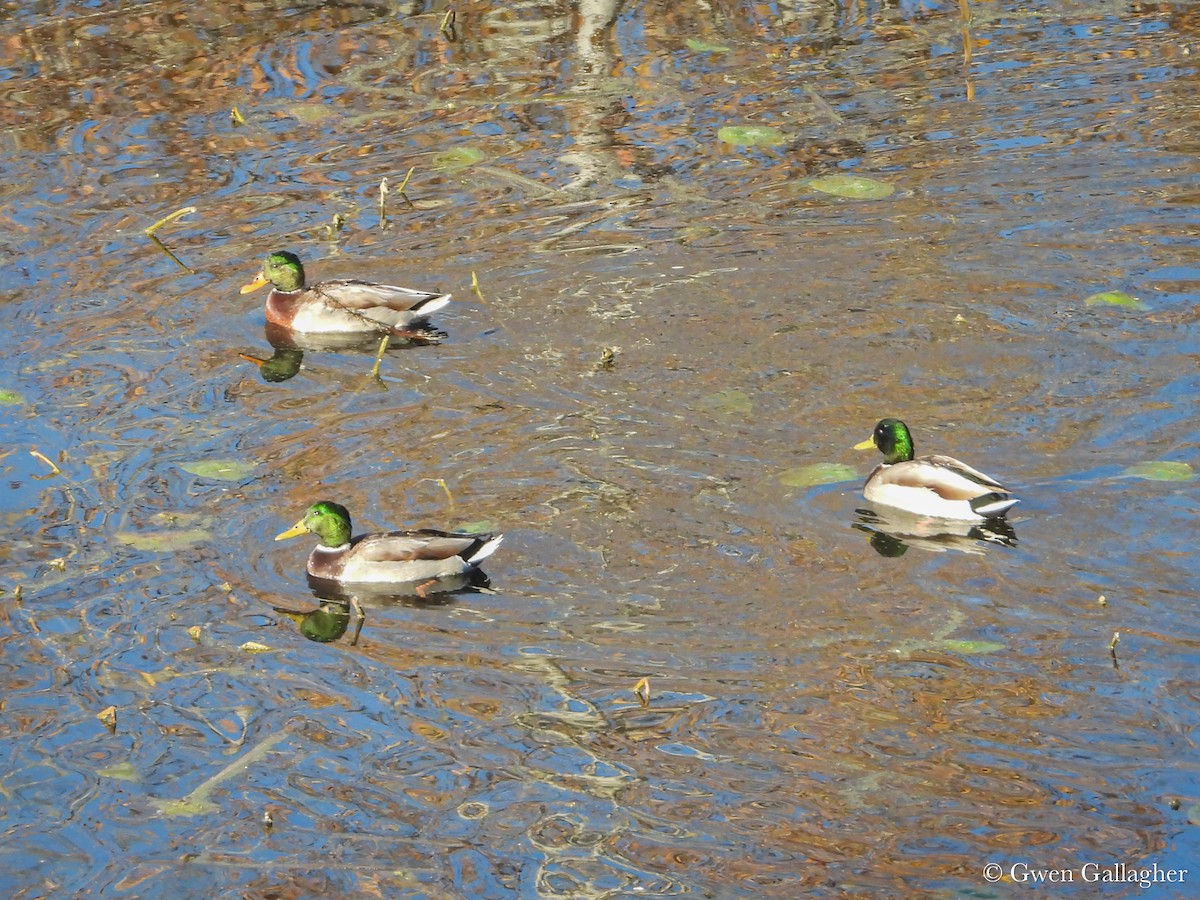 Mallard - ML625144452