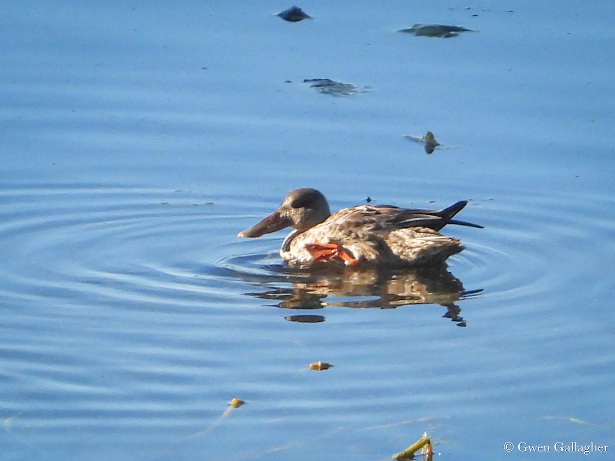 Northern Shoveler - ML625144453