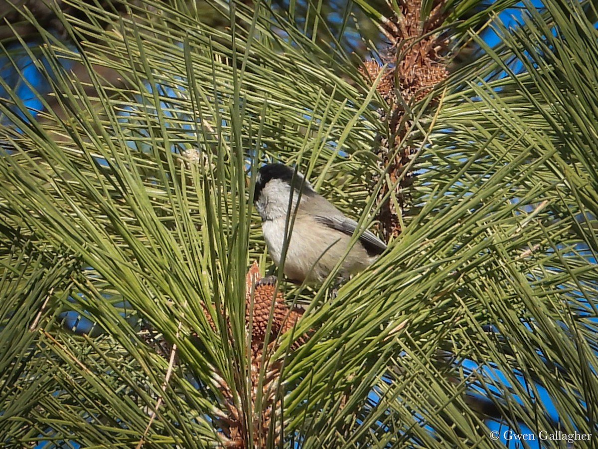Mountain Chickadee - ML625144456