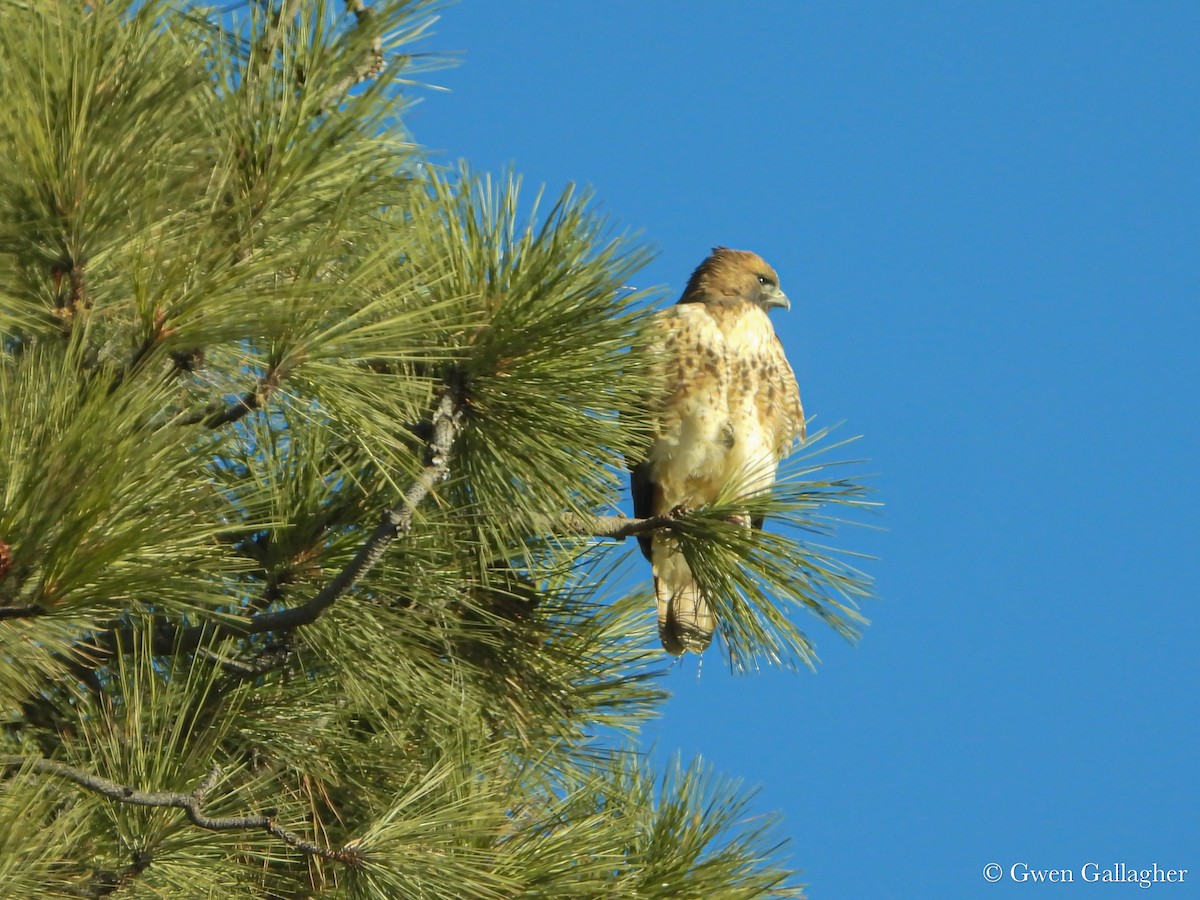 Red-tailed Hawk (calurus/alascensis) - ML625144462