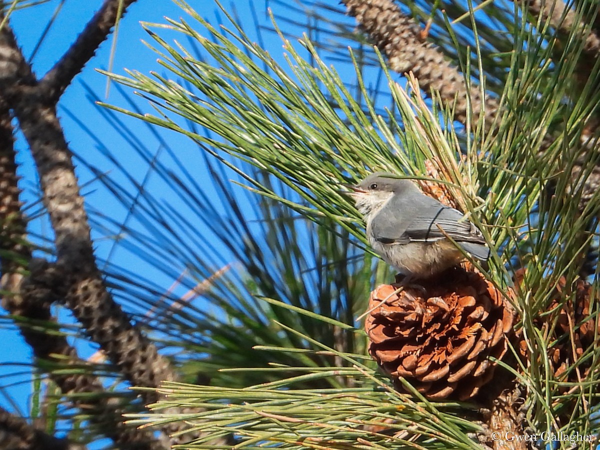 Pygmy Nuthatch - ML625144470